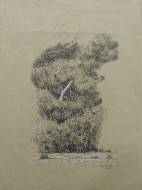 Δέντρο, 1977, πενάκι σε χαρτί 48 Χ 36,5  αρ. κτήσης 3592